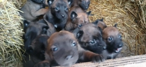 Ciobanesc belgian malinois