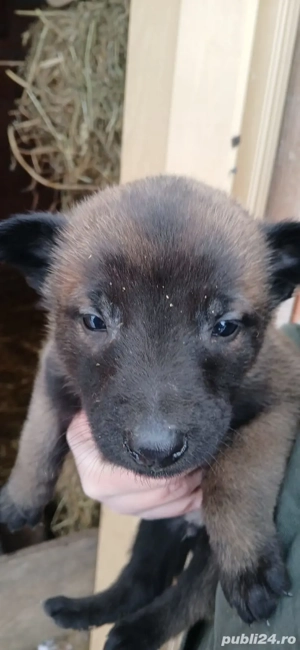 Ciobanesc belgian malinois - imagine 3