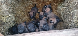 Ciobanesc belgian malinois - imagine 2