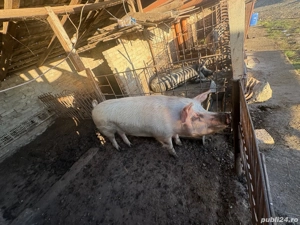 Cauta alta casa - imagine 3