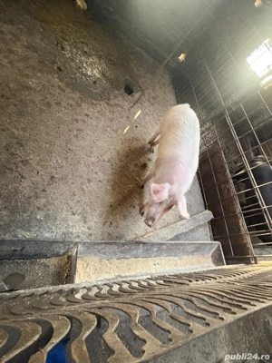 Cauta alta casa - imagine 4