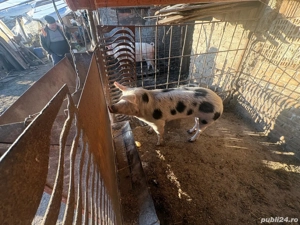 Cauta alta casa - imagine 2