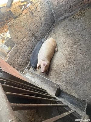 Cauta alta casa - imagine 3