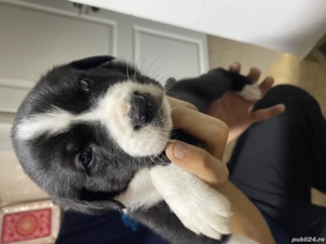 Căței Amstaff+Ciobanesc de Bucovina - imagine 3