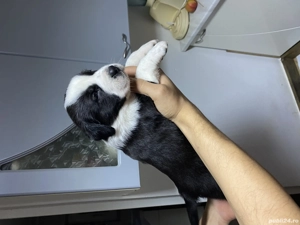 Căței Amstaff+Ciobanesc de Bucovina - imagine 4