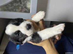 Căței Amstaff+Ciobanesc de Bucovina - imagine 2