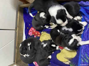 Căței Amstaff+Ciobanesc de Bucovina - imagine 5