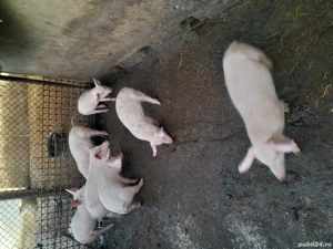 Vind purcei - imagine 2