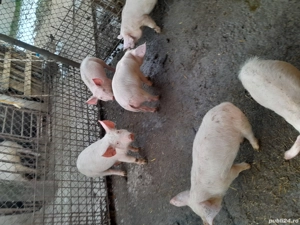 Vind purcei - imagine 3