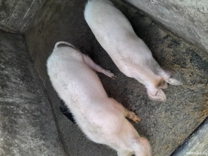 Vind doua purcele - imagine 2