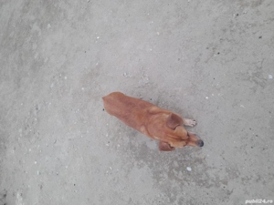 Donație ciine  - imagine 2