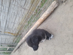 Donație ciine  - imagine 3