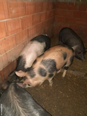 Porci de carne ! - imagine 3