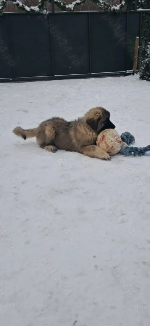 Ciobănesc caucazian 