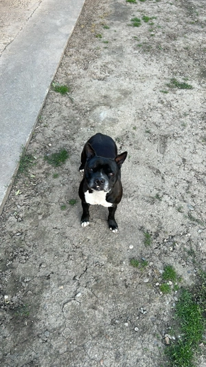 Donez staffordshire terrier