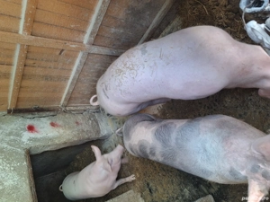 Porci de vanzare de carne 