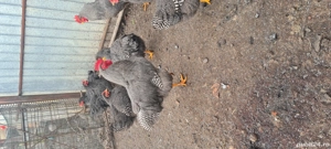 Vând cocoși plymout rock barat - imagine 3