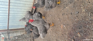 Vând cocoși plymout rock barat - imagine 2