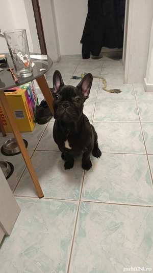 Donez pui bulldog francez 