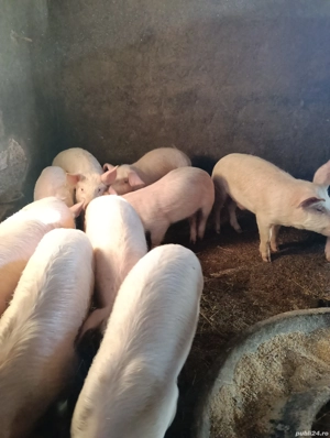 vand porci - imagine 3