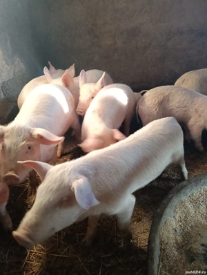 vand porci - imagine 2