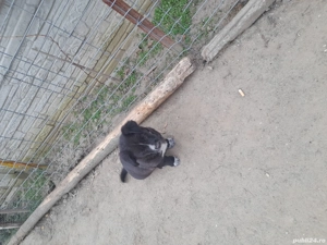 Donație ciine  - imagine 4