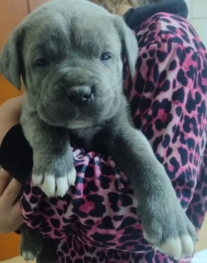Cățeluș metiș Cane Corso