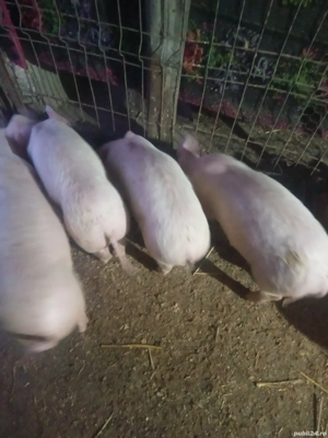 Purcei de vânzare  - imagine 5