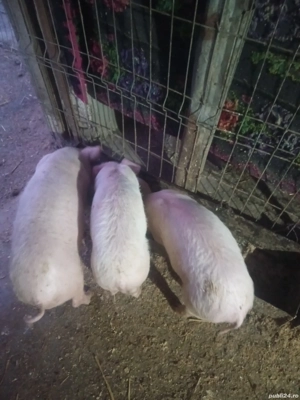 Purcei de vânzare  - imagine 3