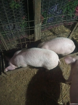 Purcei de vânzare  - imagine 4