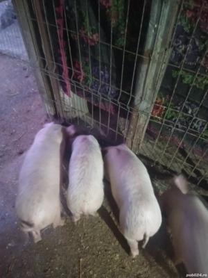 Purcei de vânzare  - imagine 2