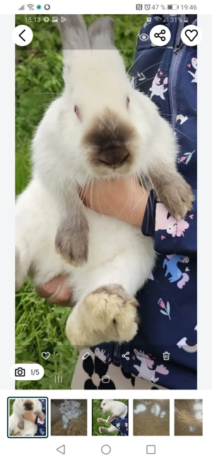 Vând iepuri Alb Californian 