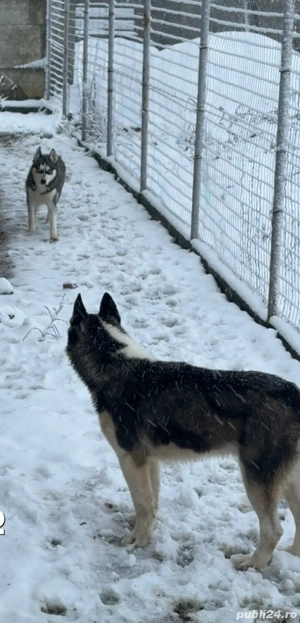 husky mai este decat căteaua