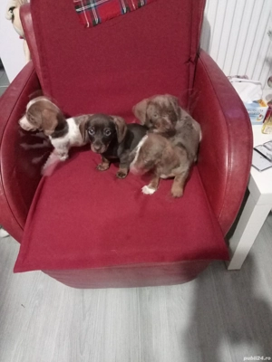 Teckel masculi  - imagine 4