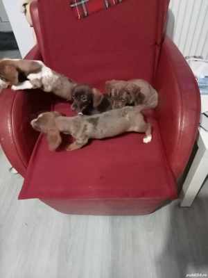 Teckel masculi  - imagine 5