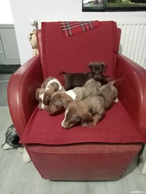 Teckel masculi  - imagine 2