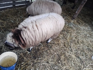 Vind berbec din primavara - imagine 3