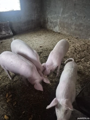 Disponibil soldani  - imagine 3