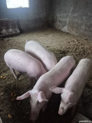 Disponibil soldani  - imagine 5