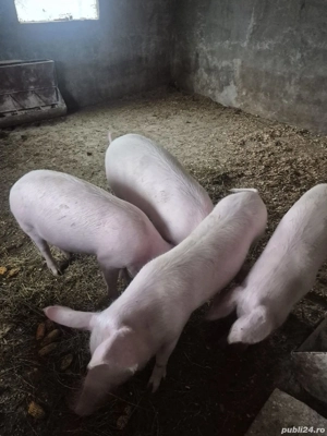 Disponibil soldani  - imagine 4