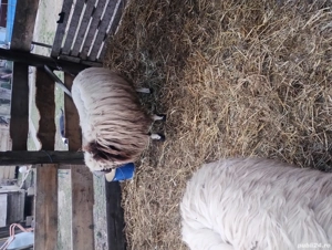 Vind berbec din primavara - imagine 4