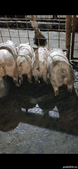 purcei rasa carne - imagine 3