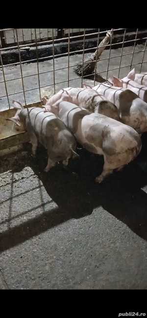 purcei rasa carne - imagine 4