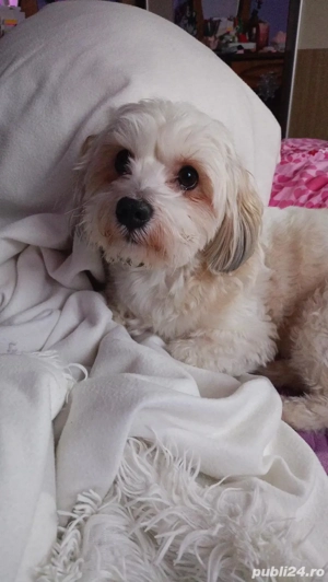 Bichon Maltez mascul 3 ani - imagine 3
