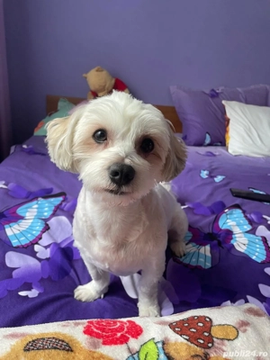 Bichon Maltez 3 ani