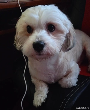 Bichon Maltez mascul 3 ani