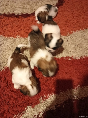 Vând 4 cățelușe shihtzu  - imagine 2
