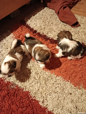 Vând 4 cățelușe shihtzu  - imagine 3
