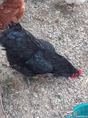 cocosi 100 ron Australorp, 120 Ron Brahma - imagine 5