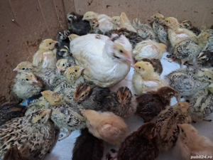 Pui de prepeliță  - imagine 2